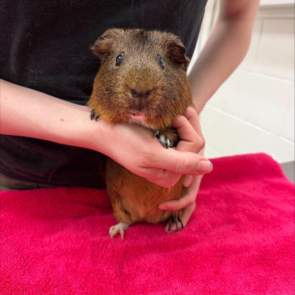 Enlarge Leo, a Adoptable Guinea Pig in Murray, UT image 2/3