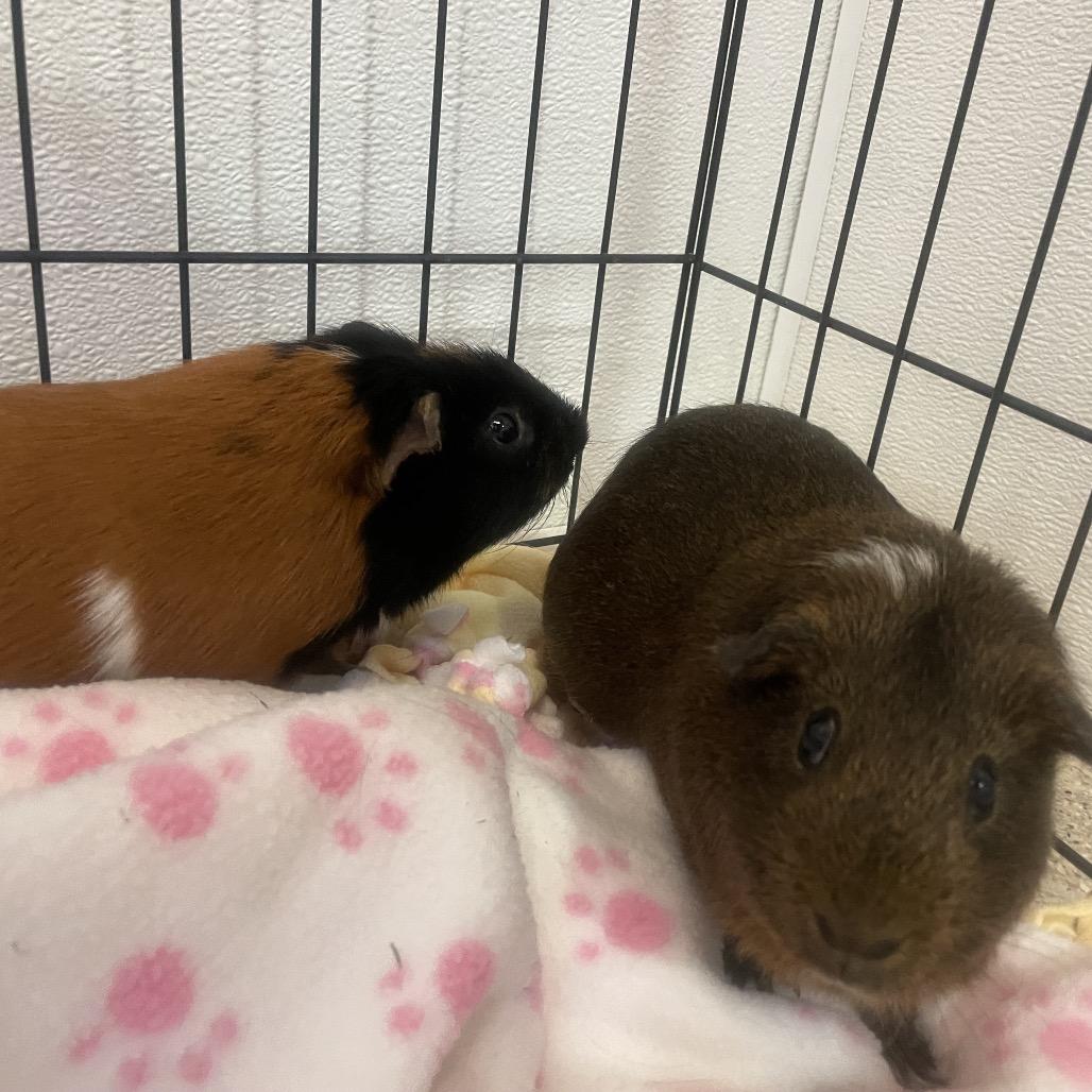 Enlarge Leo, a Adoptable Guinea Pig in Murray, UT image 3/3