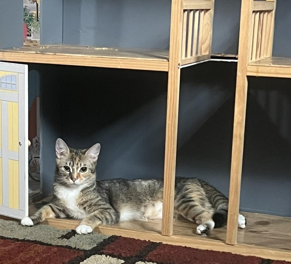 Enlarge Fawn, a Adoptable Domestic Short Hair in Ronkonkoma, NY image 1/2