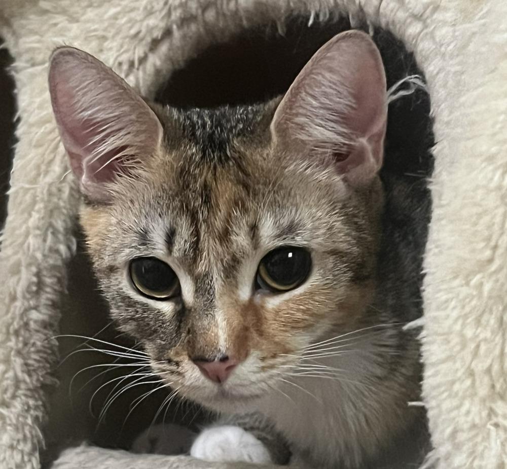 Enlarge Fawn, a Adoptable Domestic Short Hair in Ronkonkoma, NY image 2/2