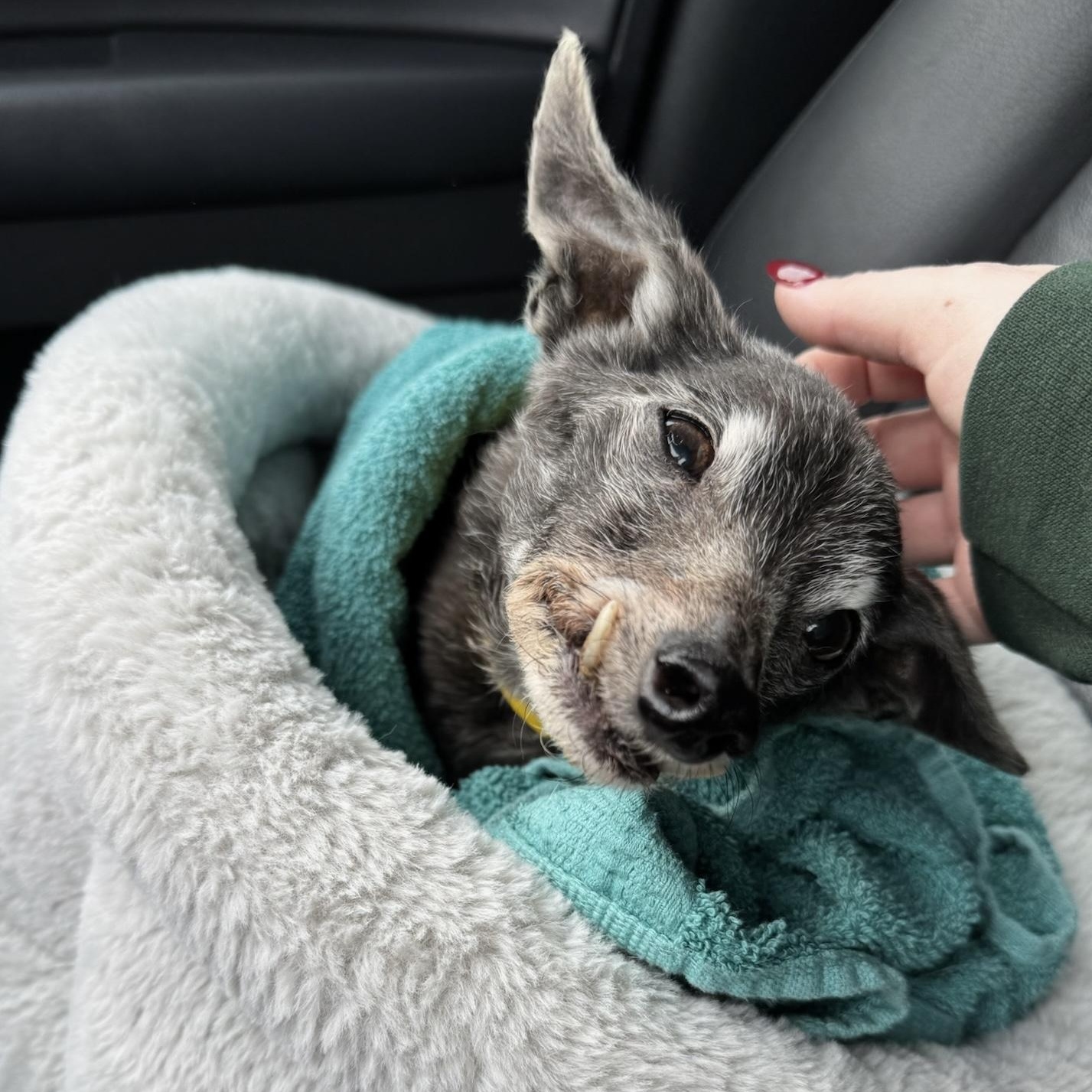 Enlarge Ella Fitzgerald, an adopted Chihuahua in Newport Beach, CA image 2/3