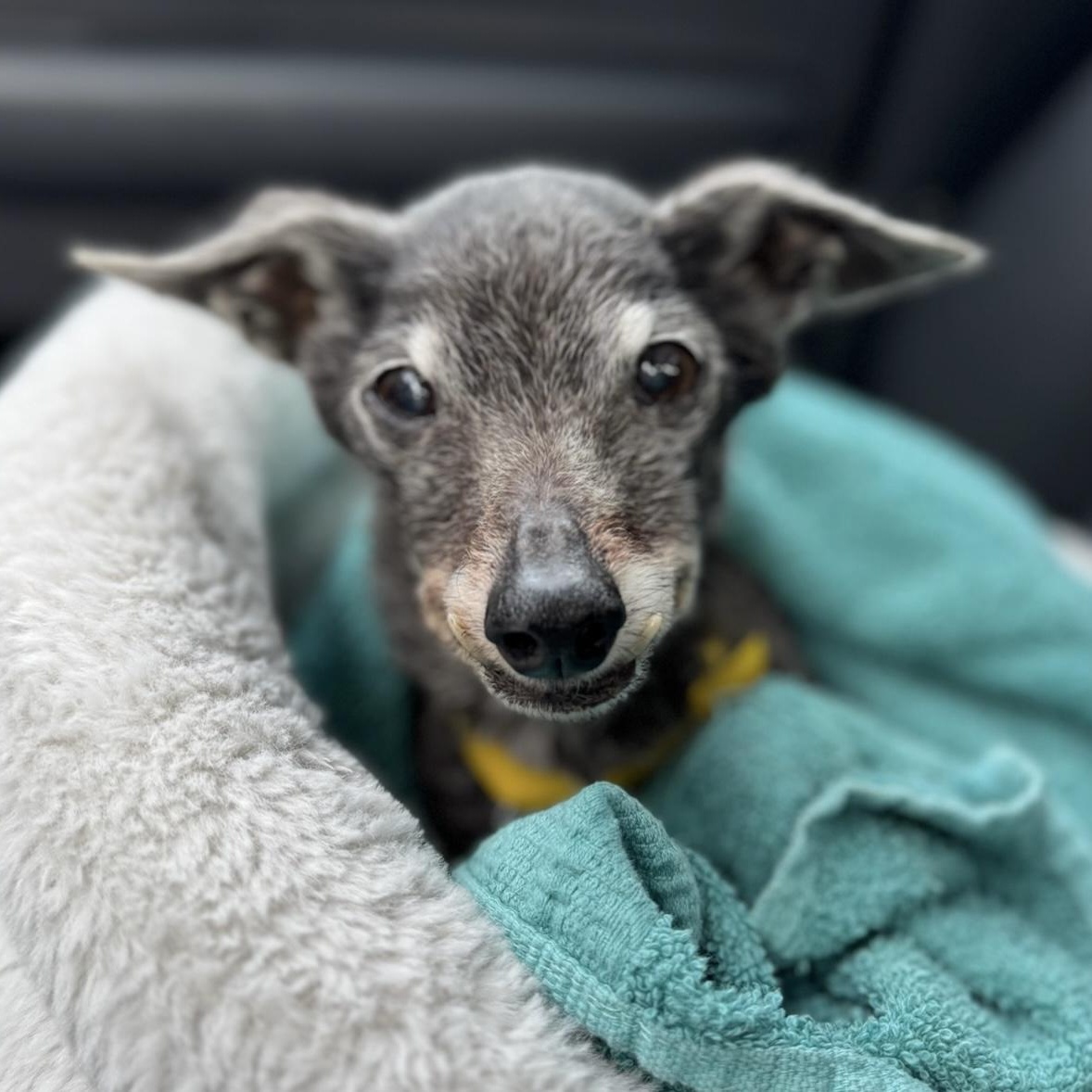 Enlarge Ella Fitzgerald, an adopted Chihuahua in Newport Beach, CA image 1/3