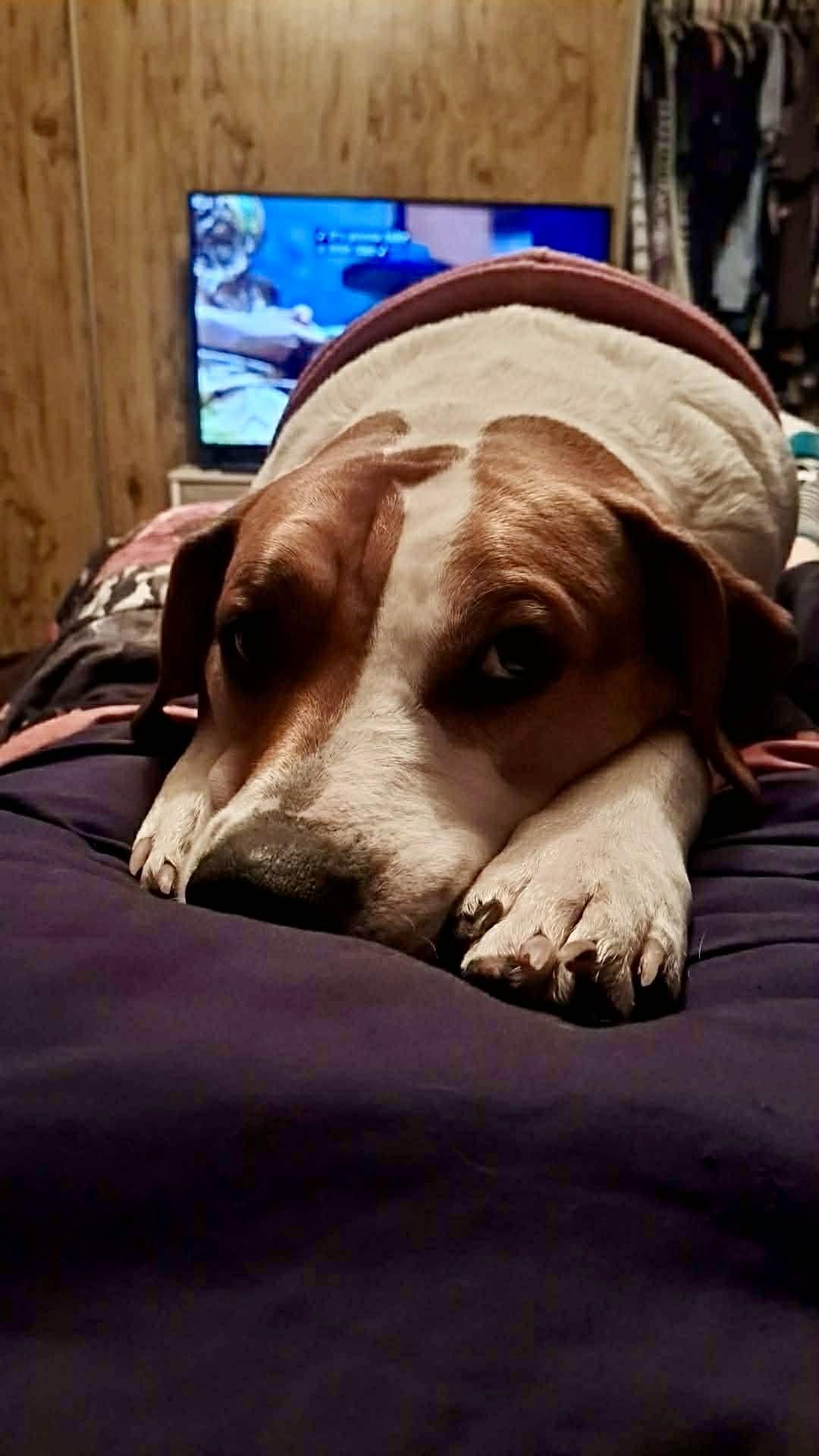 Lucy, a Adoptable mixed breed in Spokane, WA image 2/2