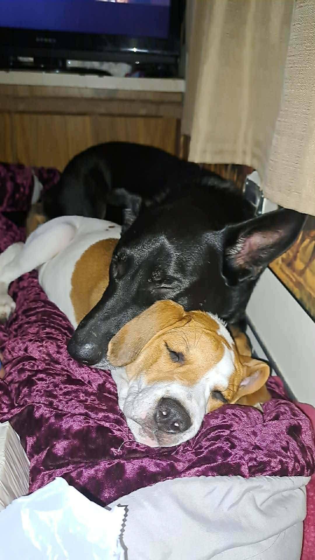 Lucy, Adoptable, Young Female Basset Hound.