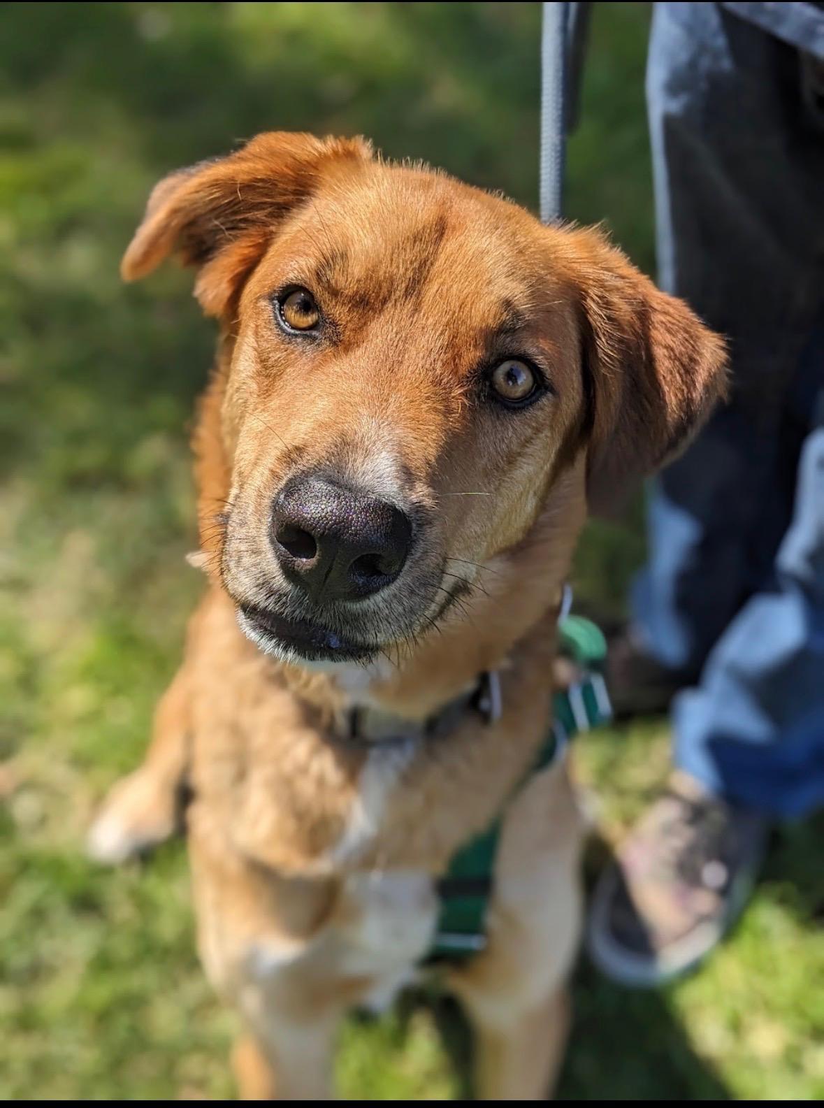 Blaze, adoptable, Adult Male Siberian Husky.