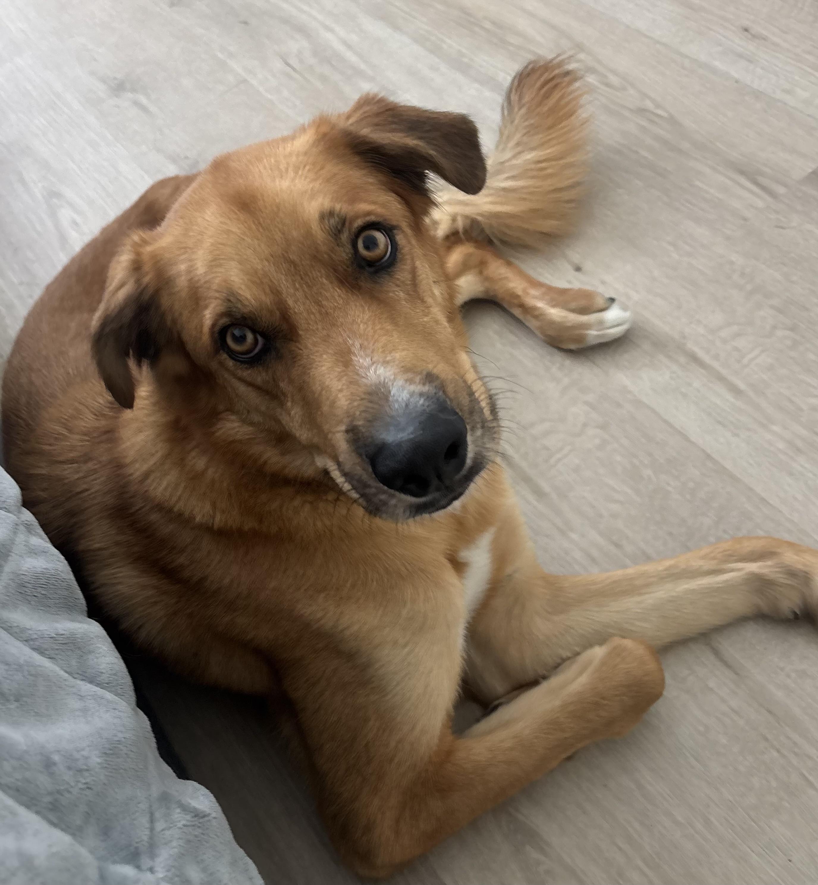 Blaze, an adoptable mixed breed in Menifee, CA image 5/6