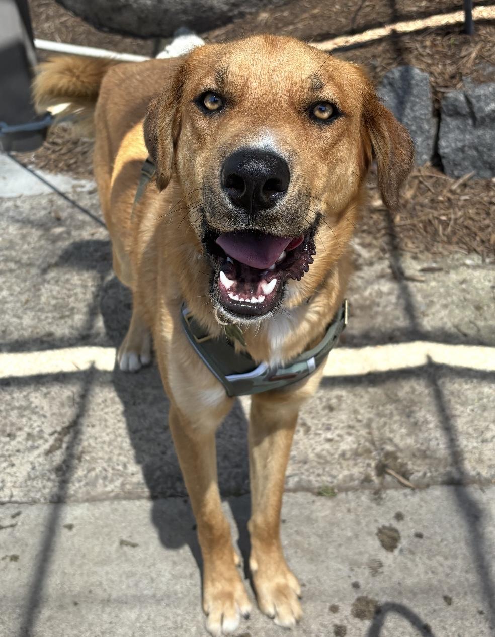 Blaze, an adoptable mixed breed in Menifee, CA image 3/6