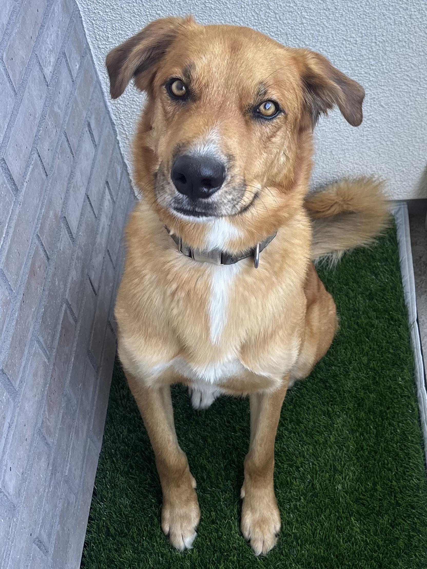 Blaze, an adoptable mixed breed in Menifee, CA image 4/6