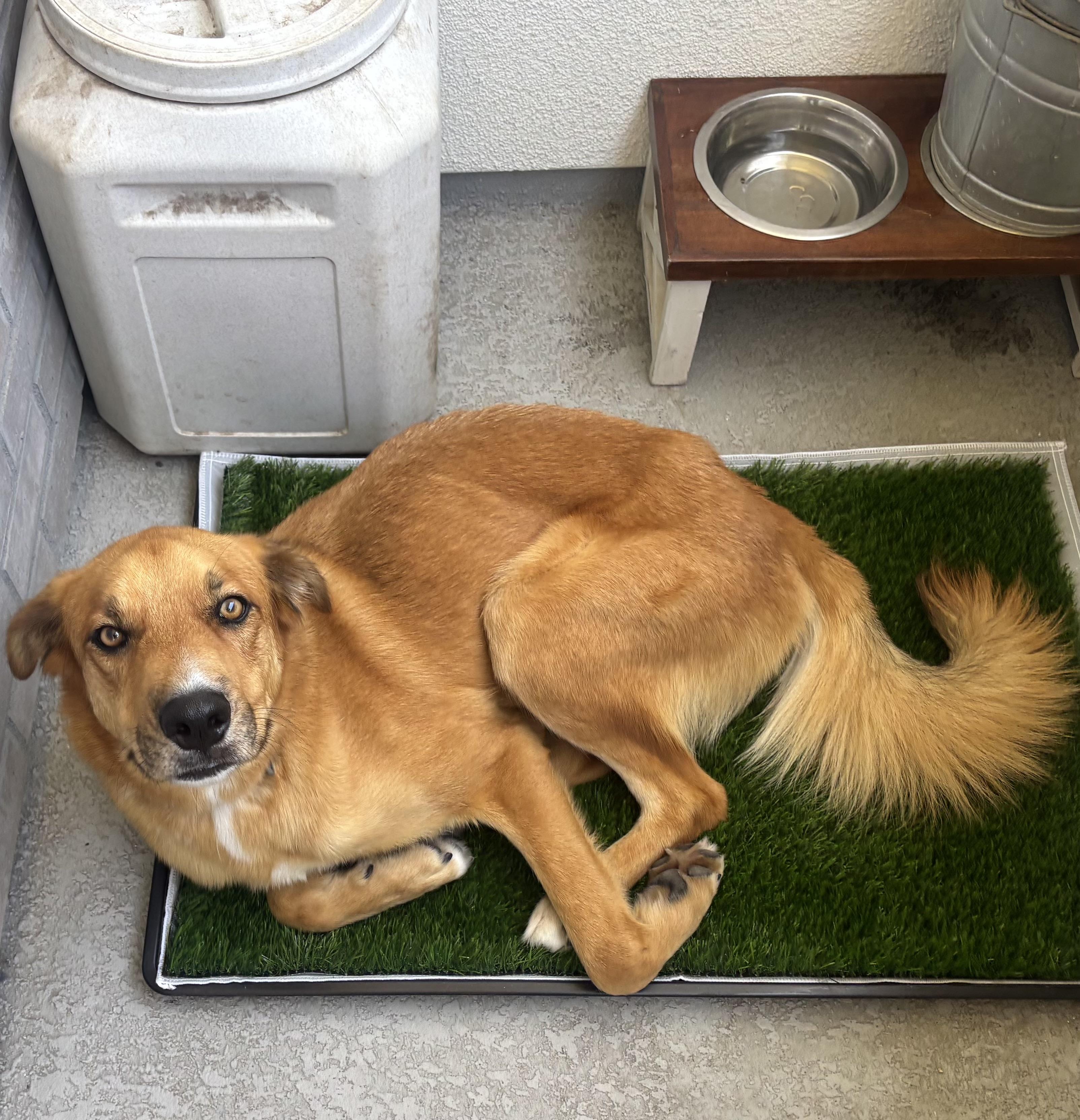 Blaze, an adoptable mixed breed in Menifee, CA image 2/6
