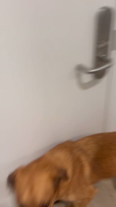 Enlarge Blaze, an adoptable mixed breed in Menifee, CA video 6/6