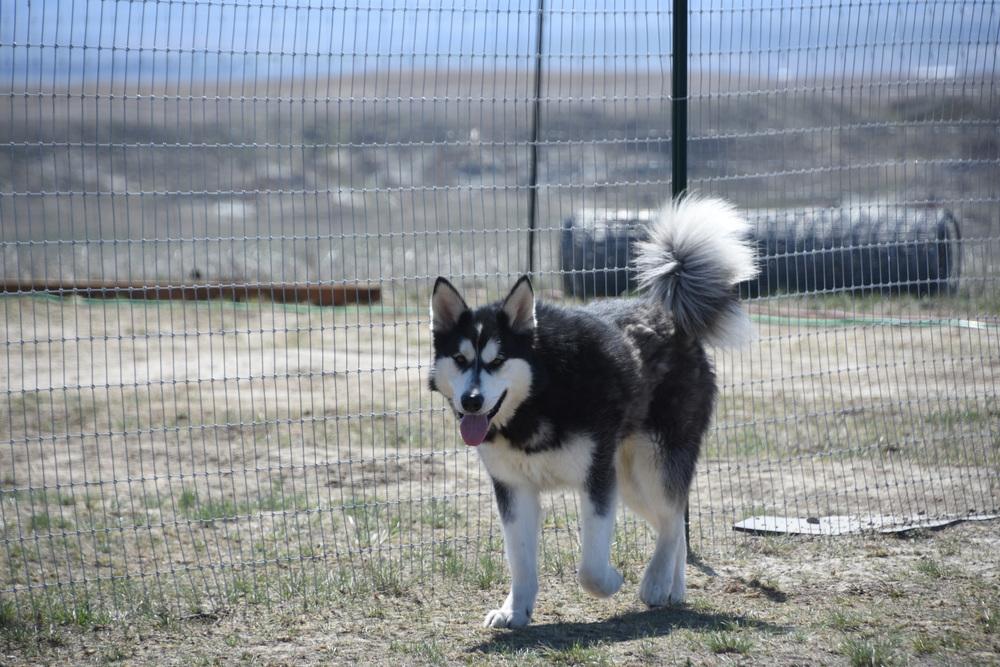 Kodak, a Adoptable Alaskan Malamute in Dodson, MT image 2/6