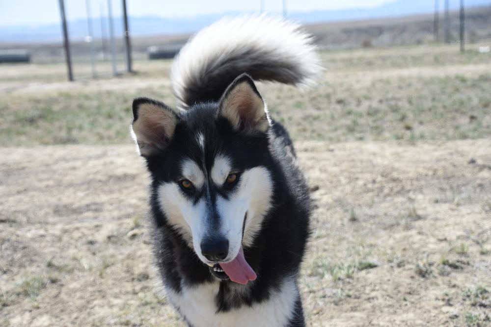 Kodak, a Adoptable Alaskan Malamute in Dodson, MT image 3/6