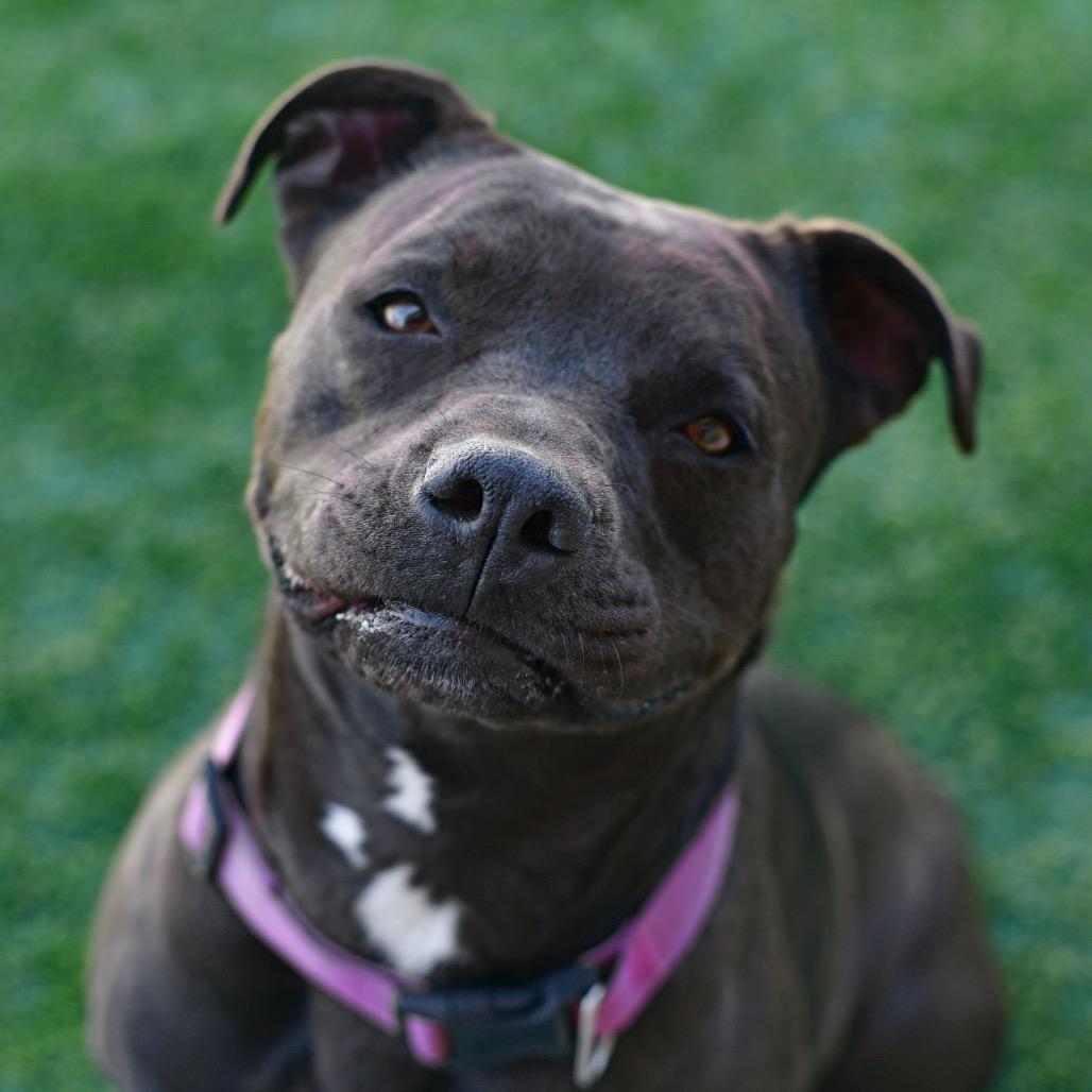 Luna, Adoptable, Adult Female American Staffordshire Terrier.