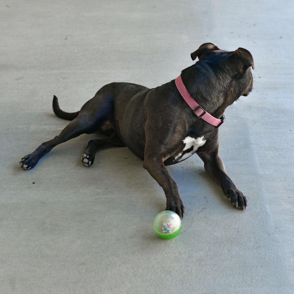 Luna, a Adoptable American Staffordshire Terrier in Ottawa, KS image 2/3