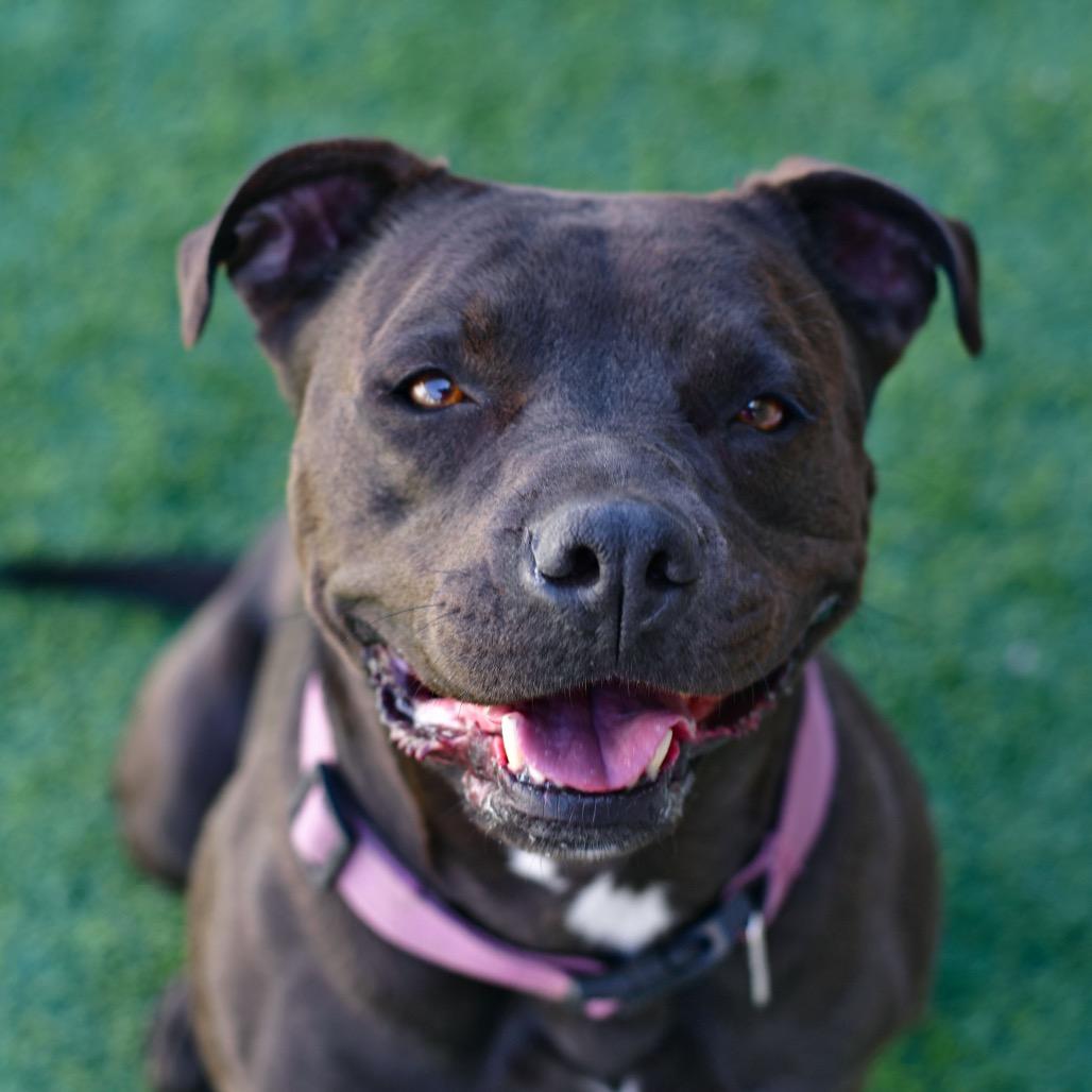 Luna, a Adoptable American Staffordshire Terrier in Ottawa, KS image 3/3