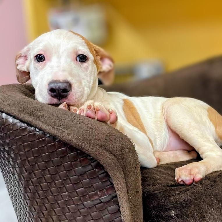 Lily, Adoptable, Puppy Female Mixed Breed.