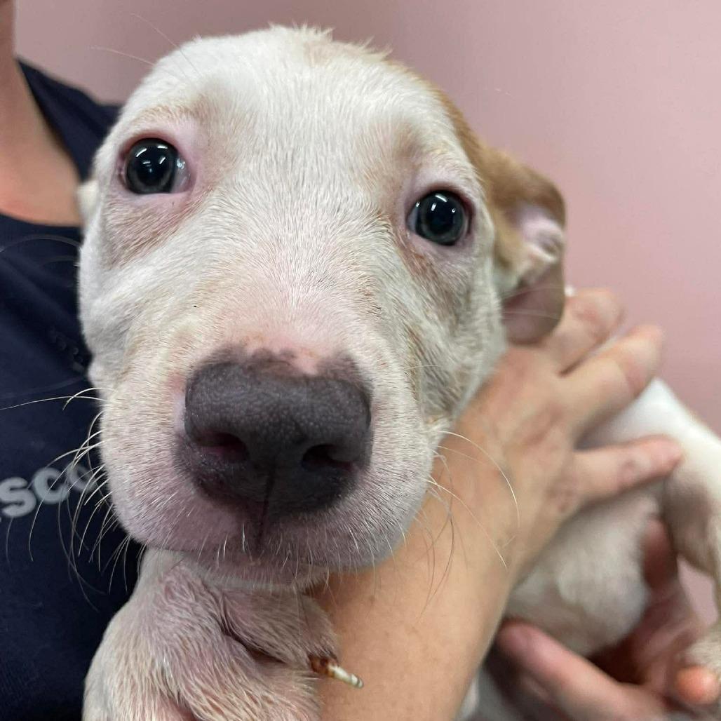 Enlarge Lily, a Adoptable Mixed Breed in Huntsville, AR image 2/2