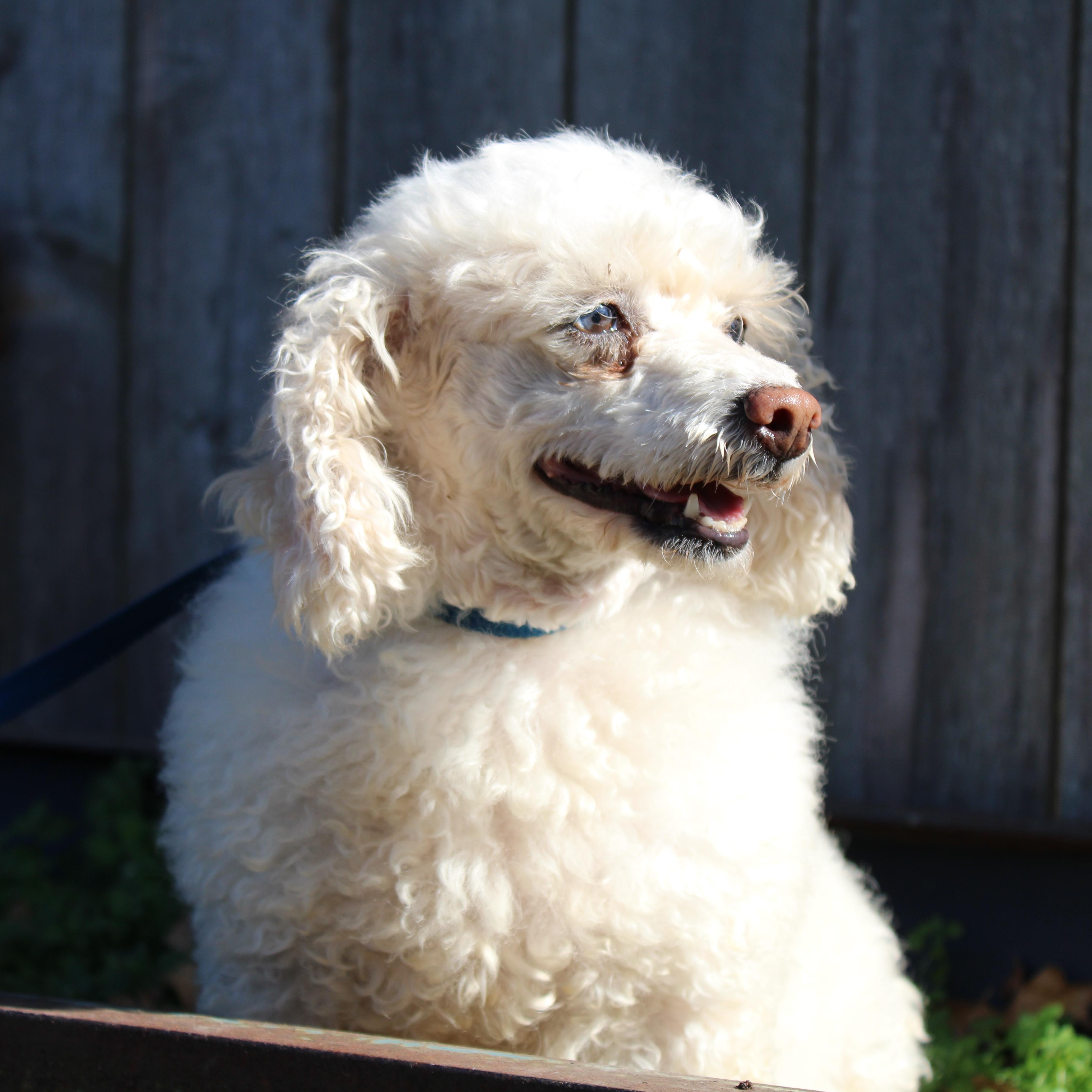 Livvy, Adoptable, Adult Female Miniature Poodle.