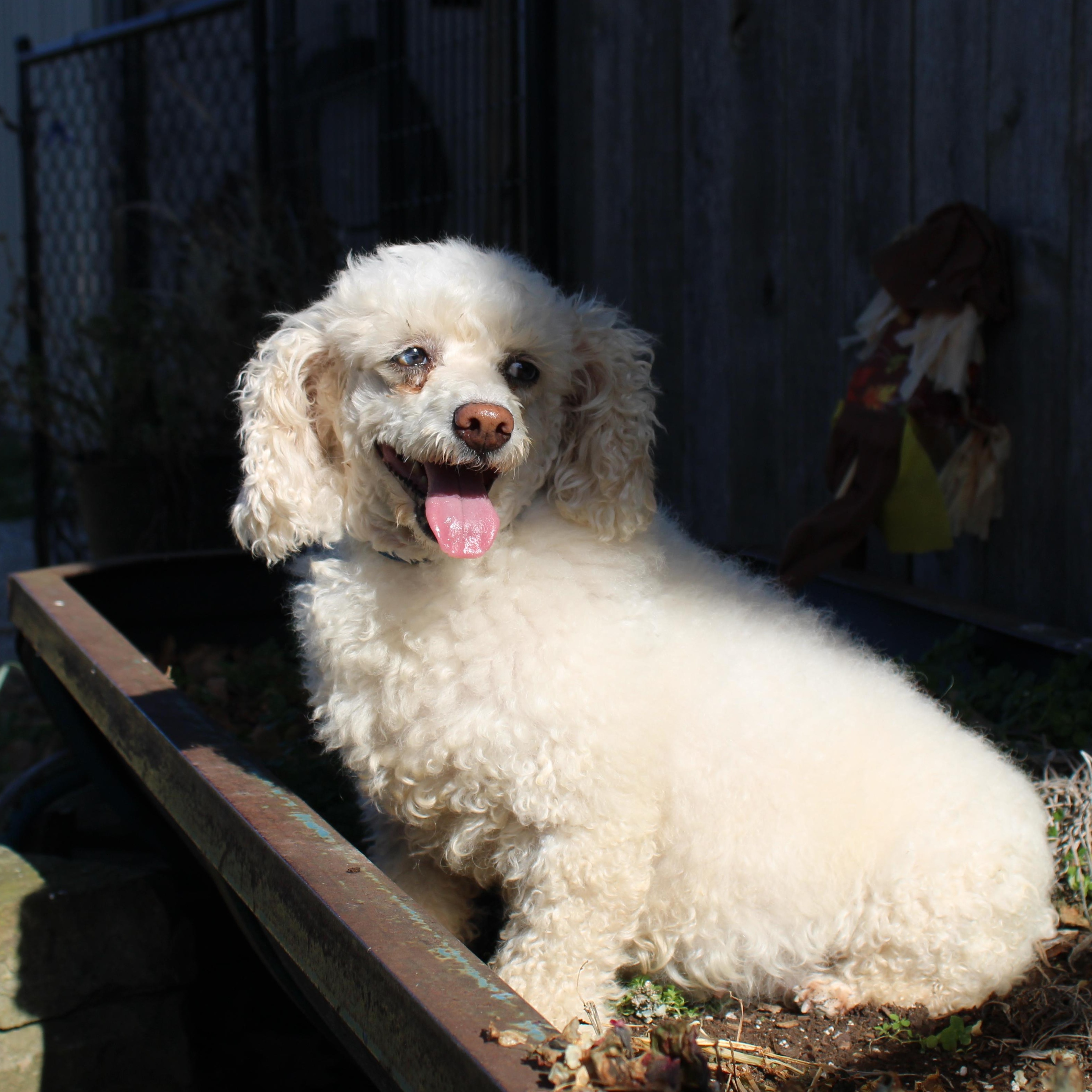 Livvy, a Adoptable Miniature Poodle in Neosho, MO image 2/2