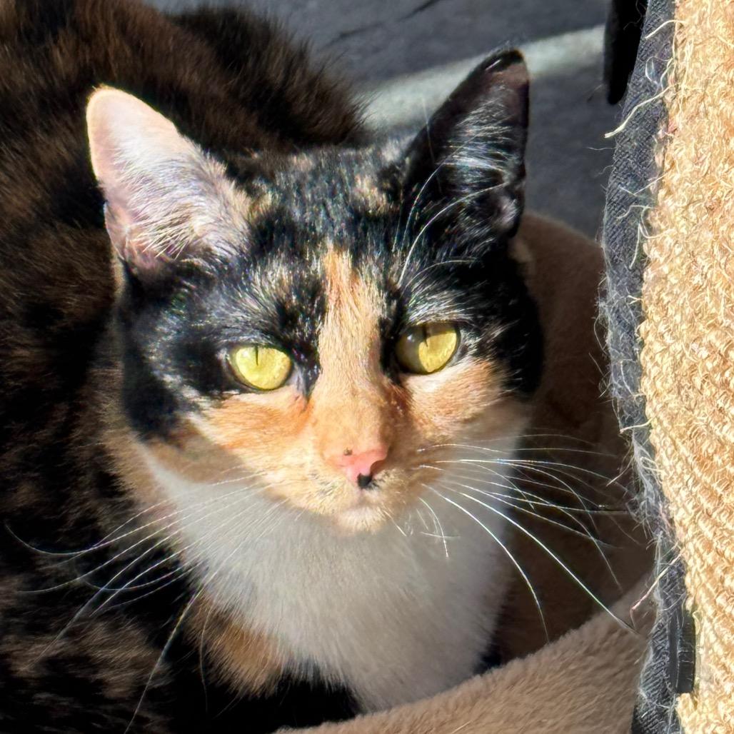 Cleo 2 — thumbnail 2