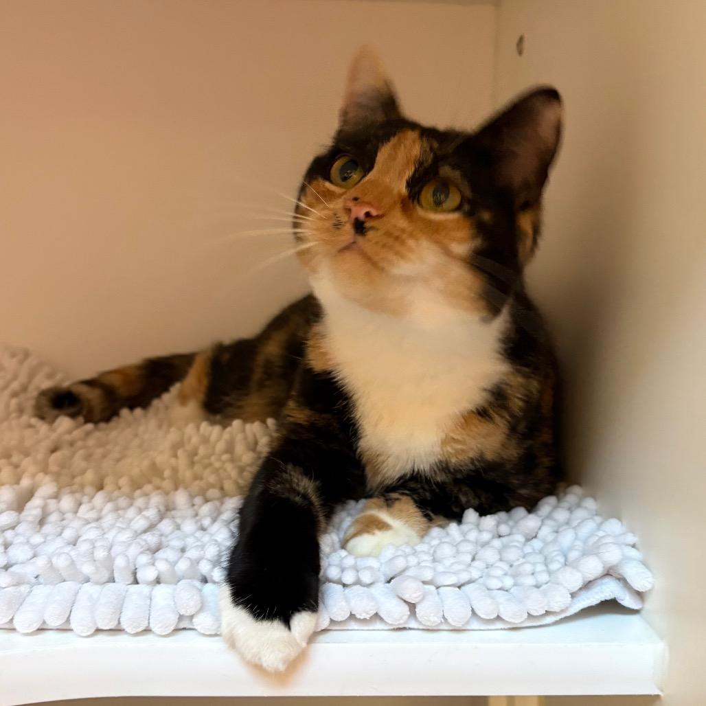 Cleo 2 — thumbnail 3