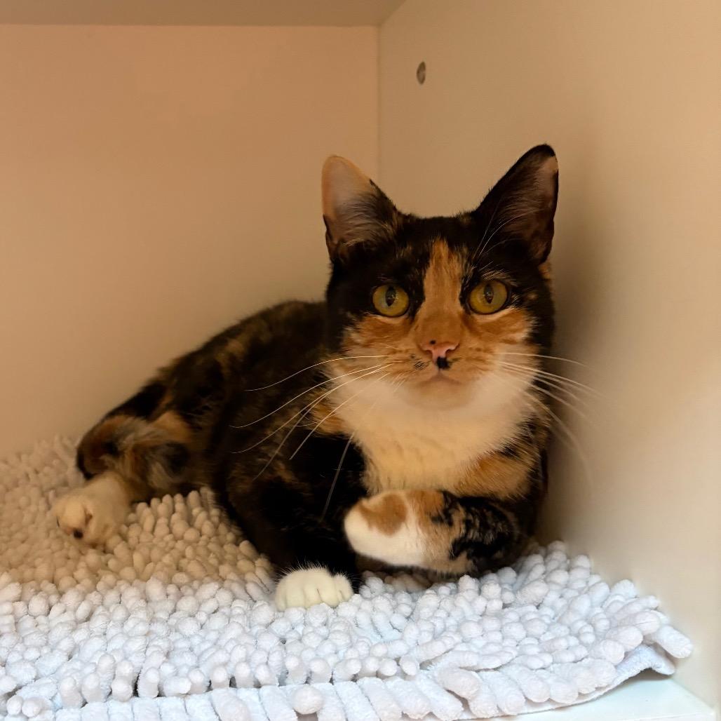 Cleo 2 — thumbnail 4