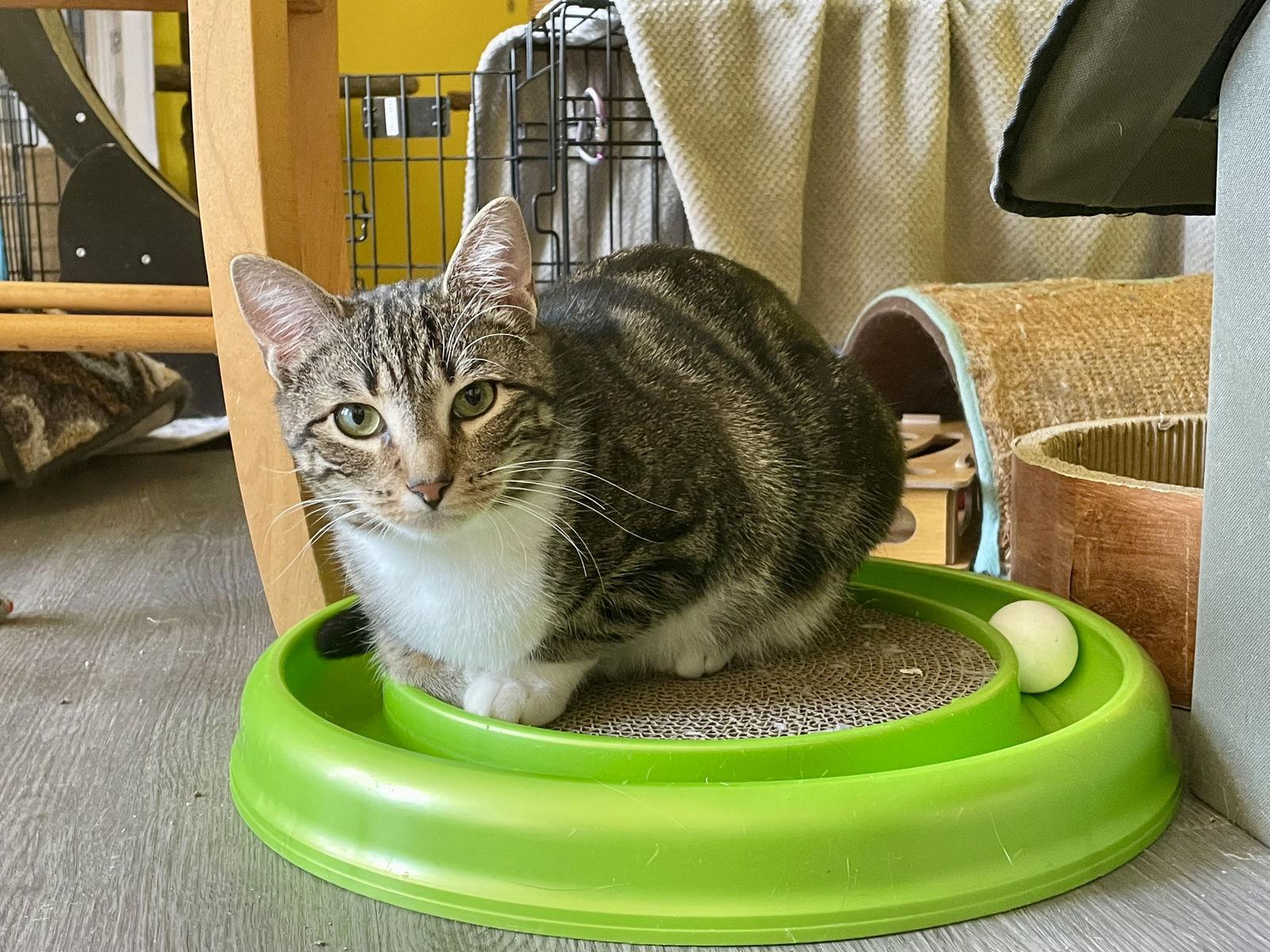 Enlarge Wayfarer, a Adoptable Domestic Short Hair in Stewartsville, NJ image 1/3