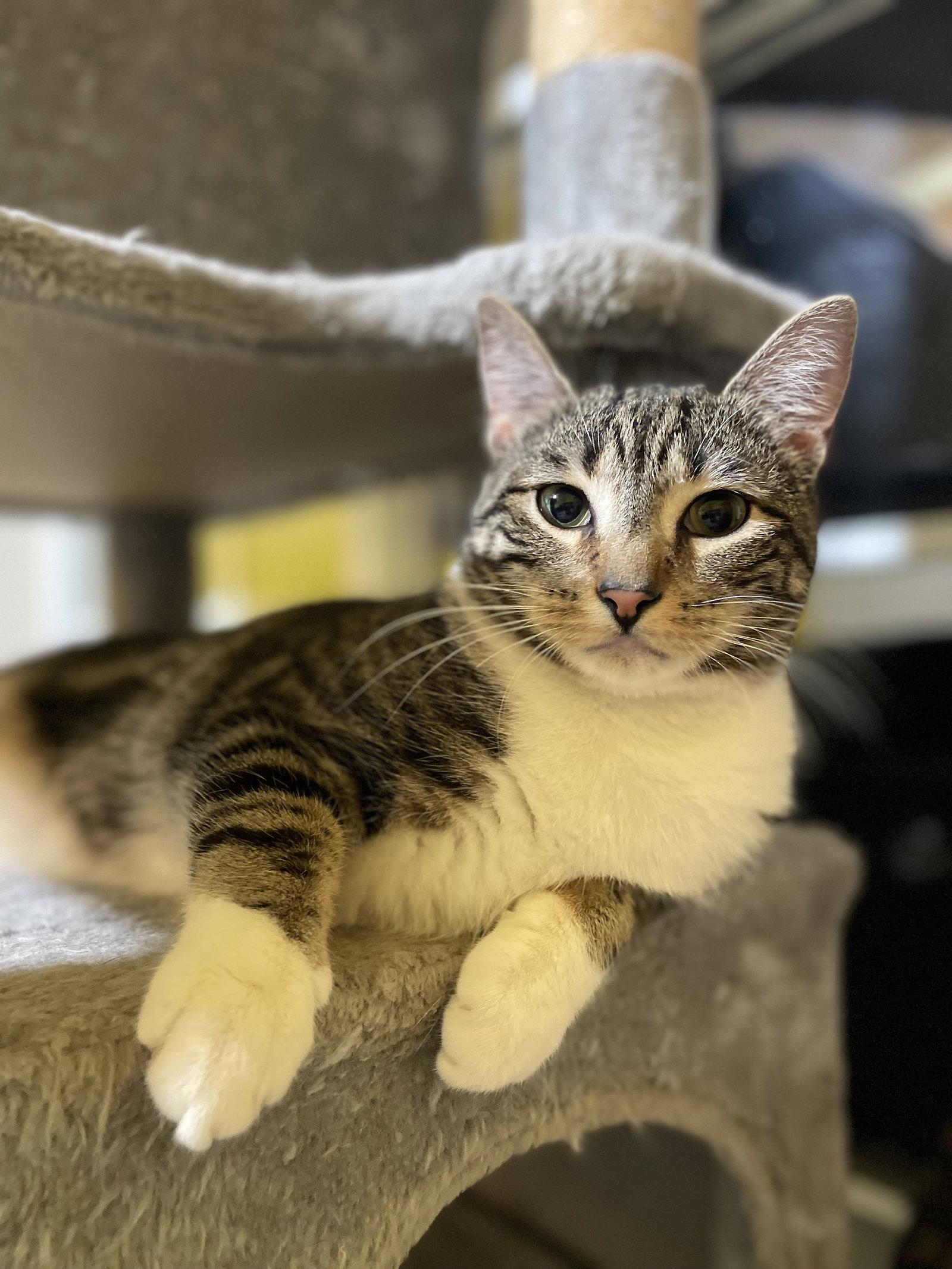 Enlarge Wayfarer (w/Clowder), a Adoptable Domestic Short Hair in Stewartsville, NJ image 1/3