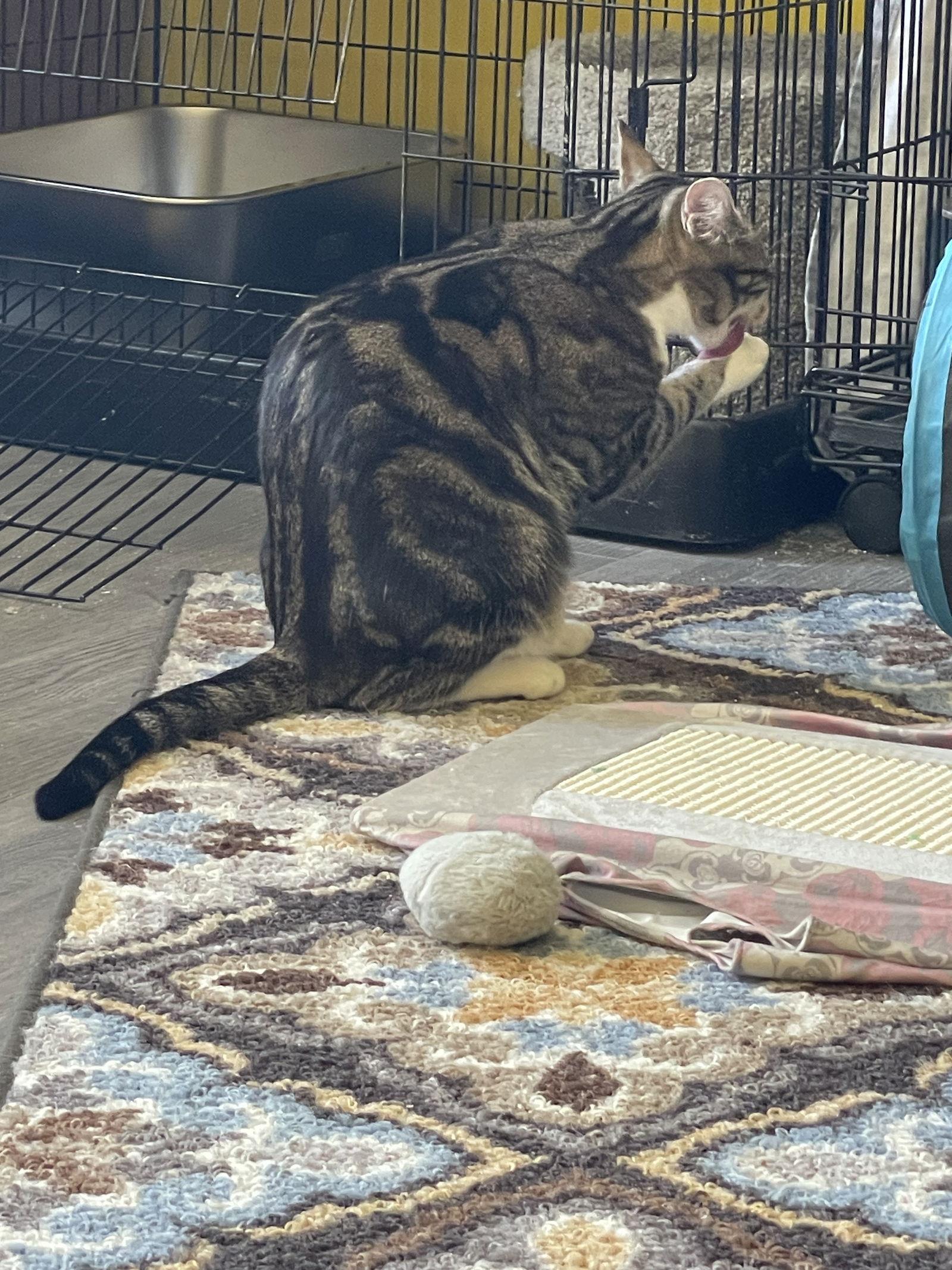 Enlarge Wayfarer, a Adoptable Domestic Short Hair in Stewartsville, NJ image 2/3