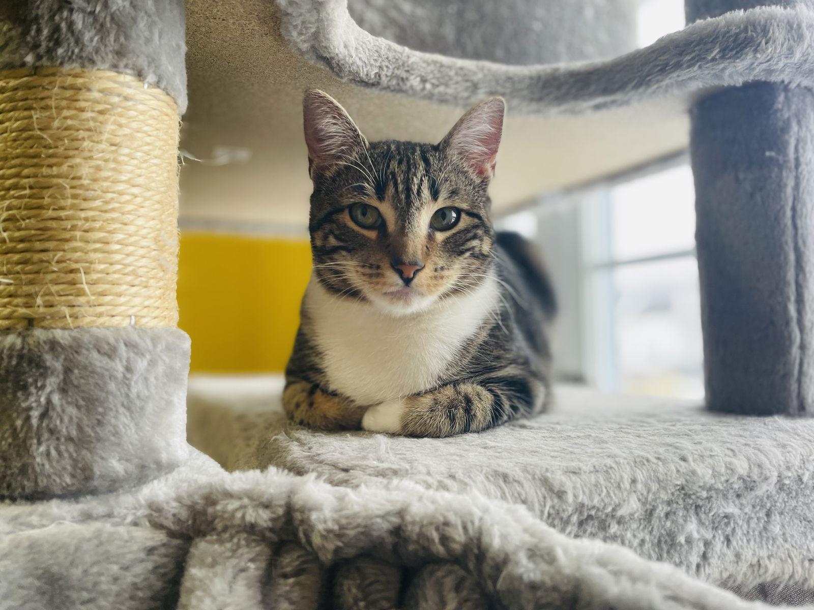 Enlarge Wayfarer, a Adoptable Domestic Short Hair in Stewartsville, NJ image 3/3