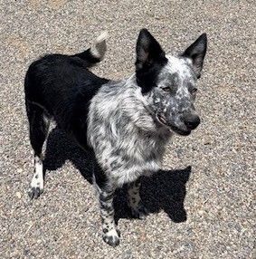 Enlarge Levi, a Adopted mixed breed in Placerville, CA image 1/1