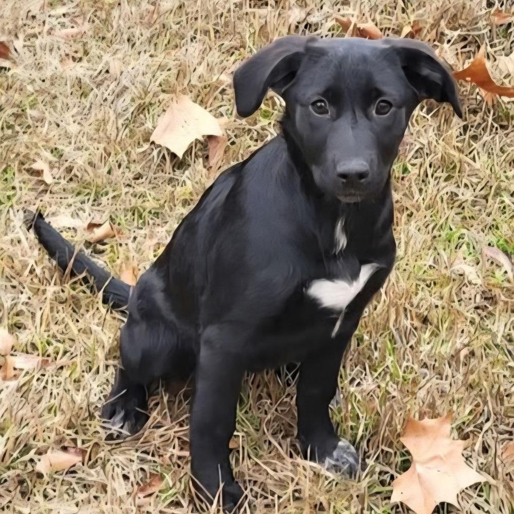 Enlarge Holly, a Adoptable mixed breed in Groveland, MA image 1/1
