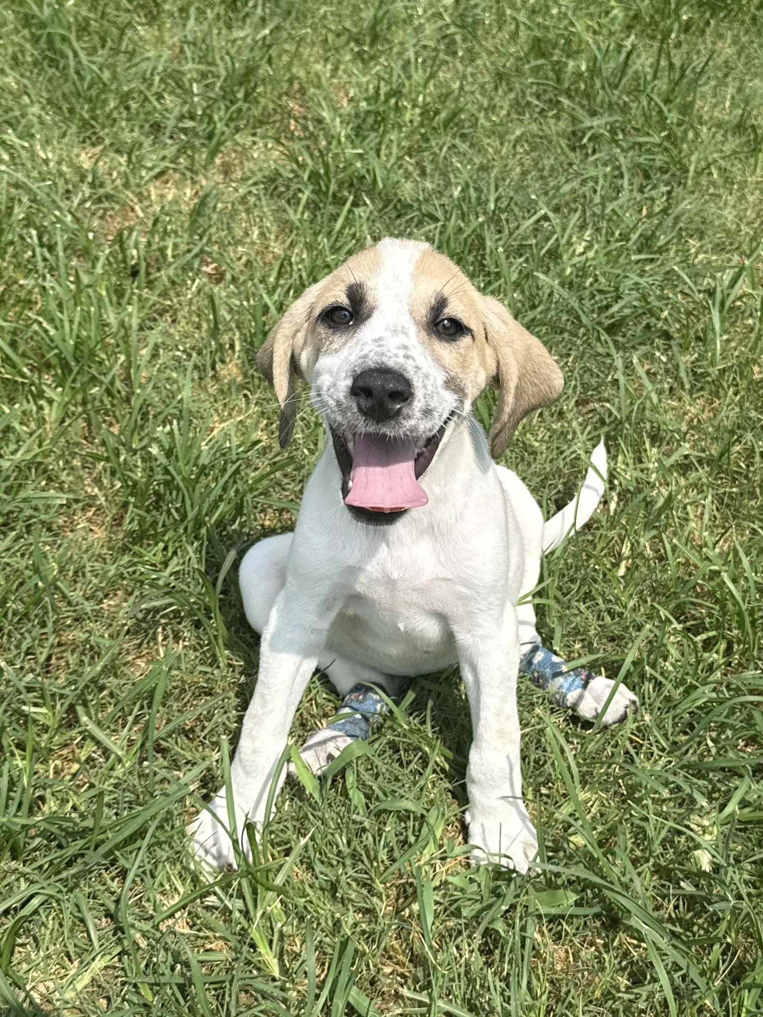 GRETA, a ADOPTABLE mixed breed in Dumont, NJ image 2/3