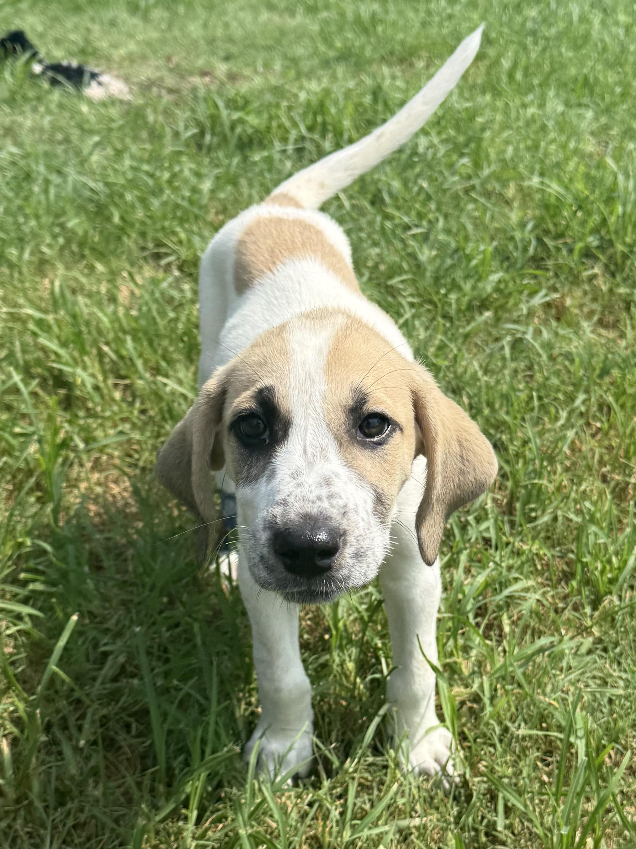 GRETA, a ADOPTABLE mixed breed in Dumont, NJ image 3/3