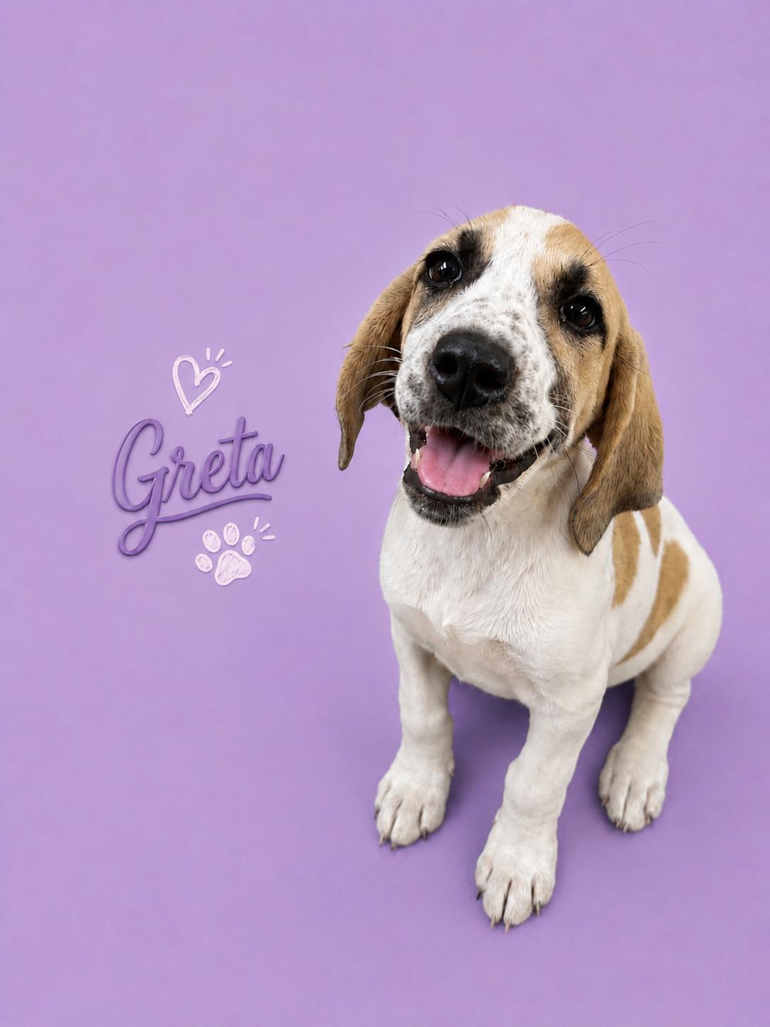 GRETA, ADOPTABLE, Puppy Female Hound & Mixed Breed.