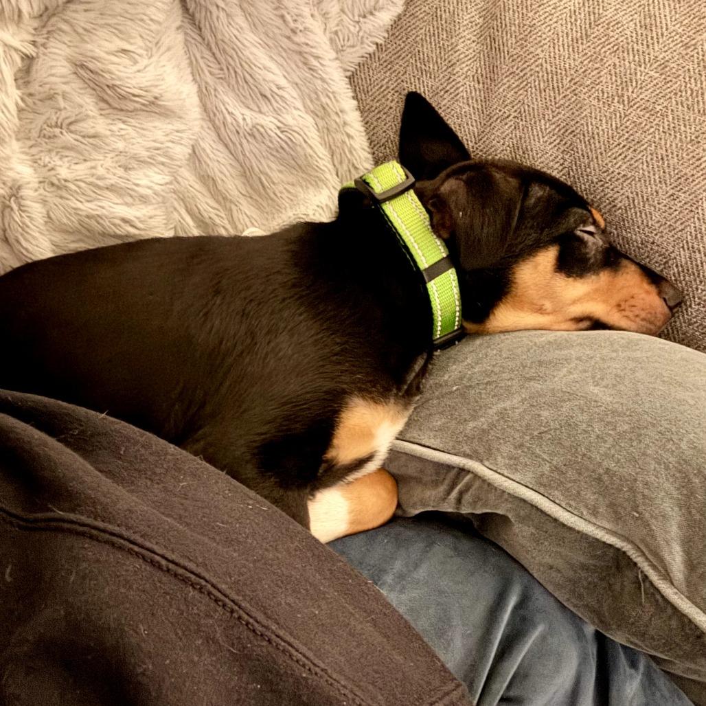 Linus — thumbnail 4