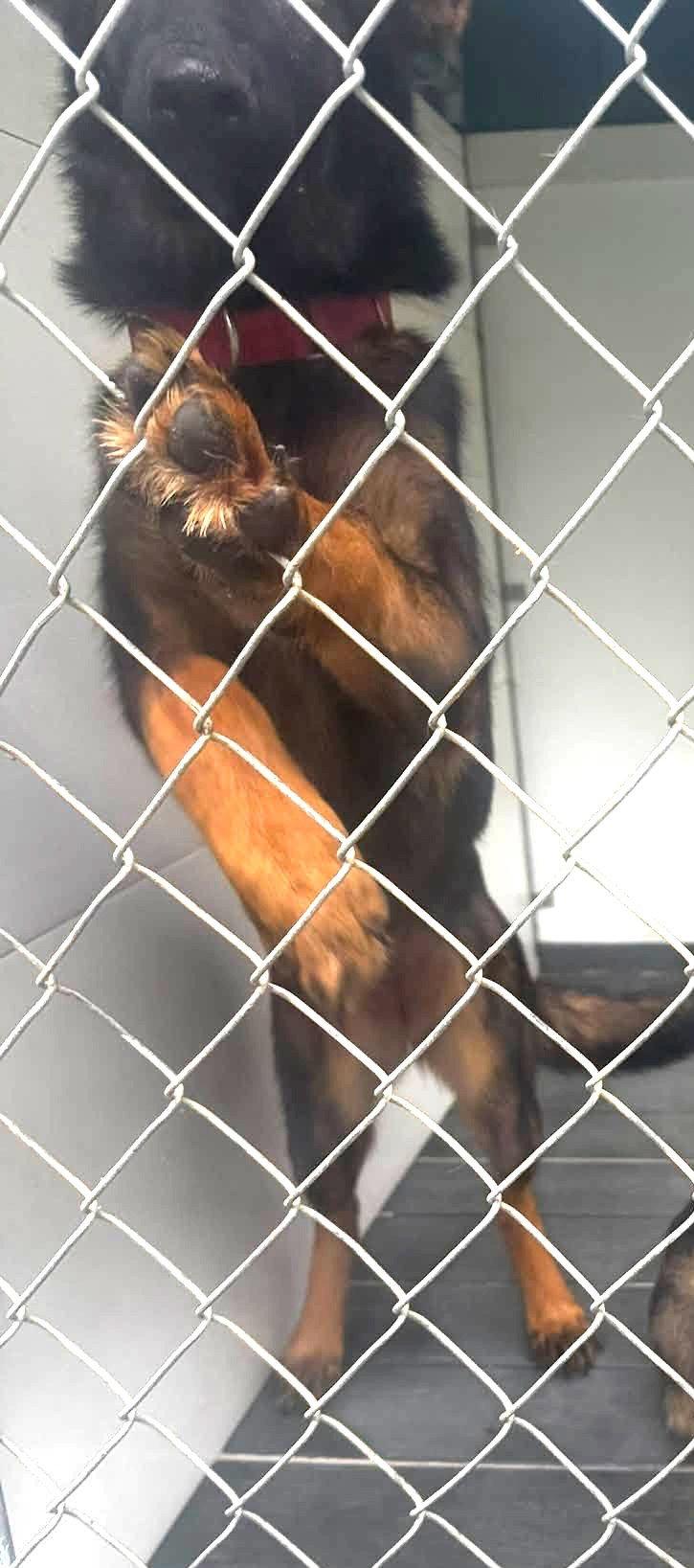 Enlarge Lola(6mo, 30lbs), a Adoptable German Shepherd Dog in Hinton, WV image 2/3