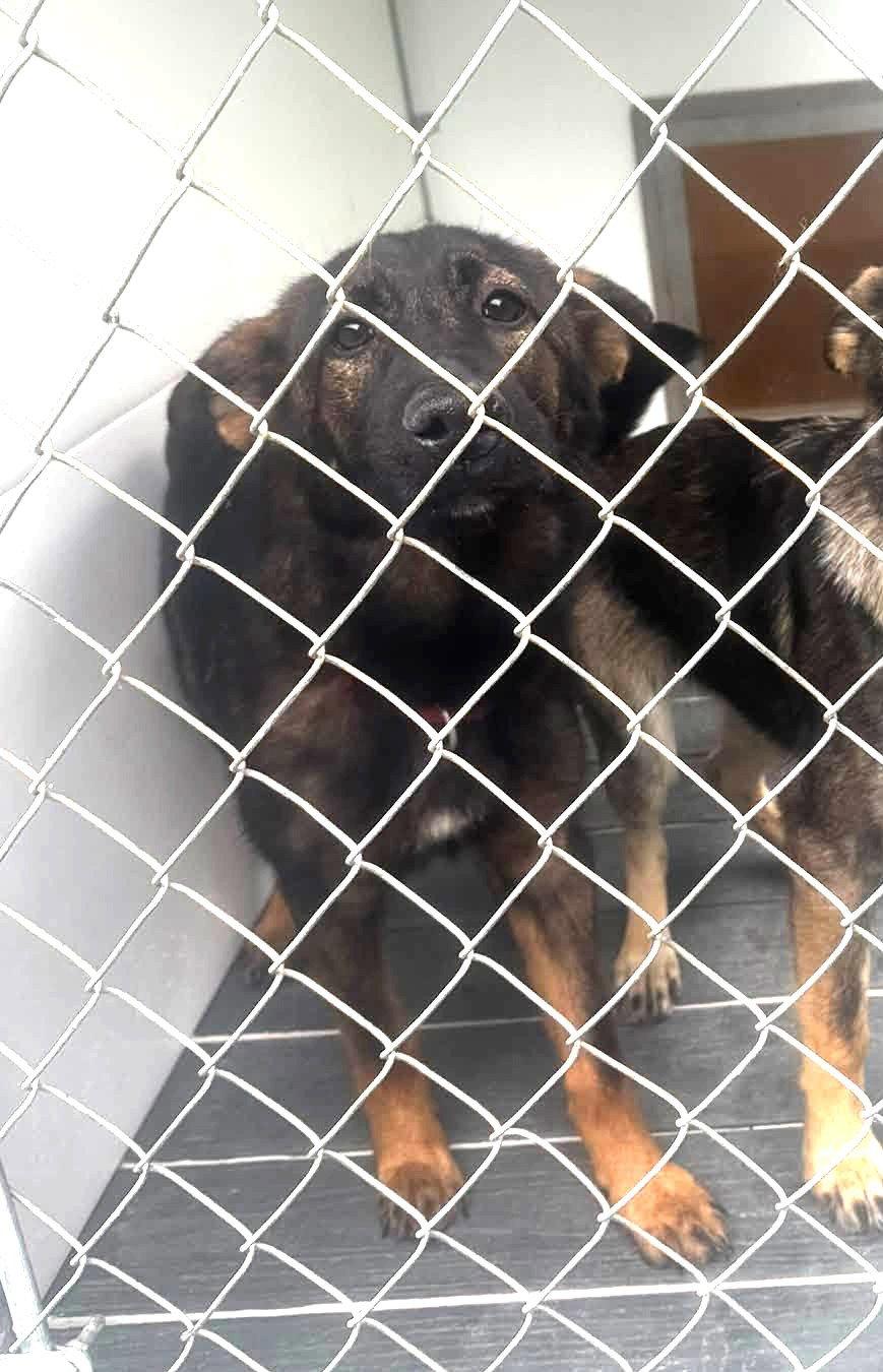 Enlarge Lola(6mo, 30lbs), a Adoptable German Shepherd Dog in Hinton, WV image 3/3