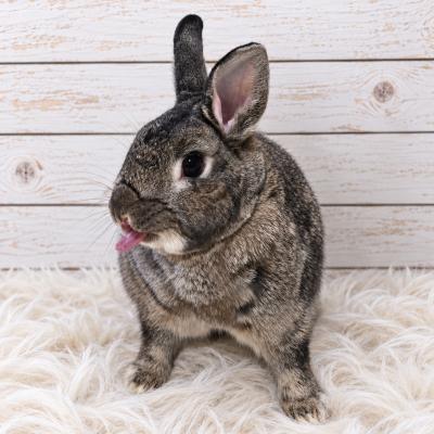 Friar Tuck, Adoptable, Adult Male Bunny Rabbit.