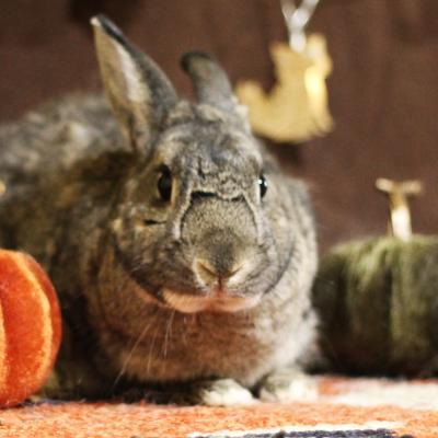 Enlarge Friar Tuck, a Adoptable Bunny Rabbit in Kalamazoo, MI image 2/6