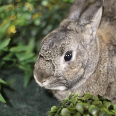 Enlarge Friar Tuck, a Adoptable Bunny Rabbit in Kalamazoo, MI image 4/6