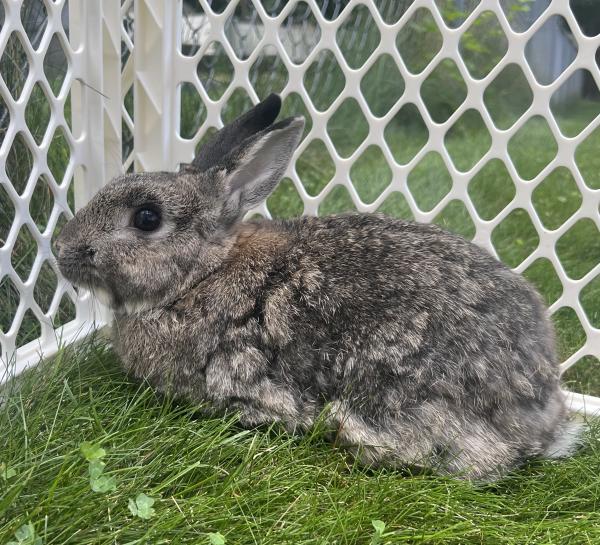 Enlarge Friar Tuck, a Adoptable Bunny Rabbit in Kalamazoo, MI image 5/6