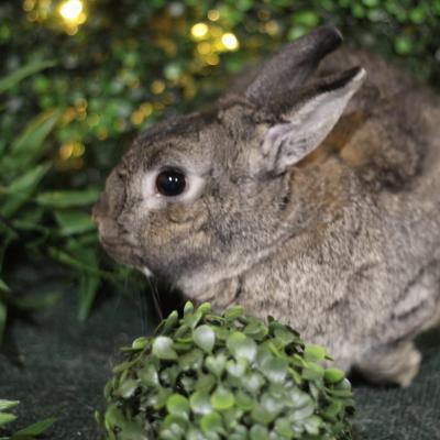 Enlarge Friar Tuck, a Adoptable Bunny Rabbit in Kalamazoo, MI image 6/6