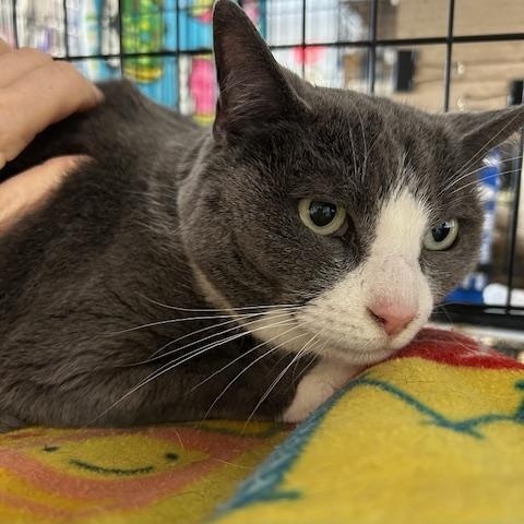 Enlarge Amber, a ADOPTABLE Domestic Short Hair in Stanhope, NJ image 1/3
