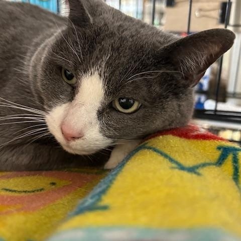Enlarge Amber, a ADOPTABLE Domestic Short Hair in Stanhope, NJ image 2/3