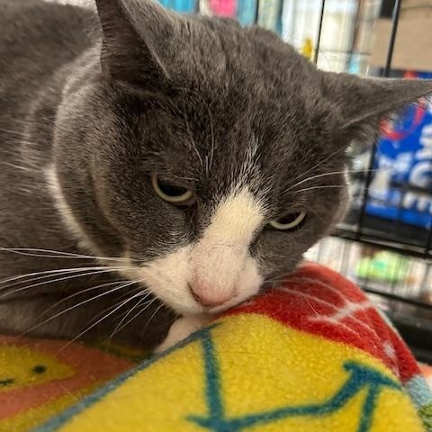 Enlarge Amber, a ADOPTABLE Domestic Short Hair in Stanhope, NJ image 3/3