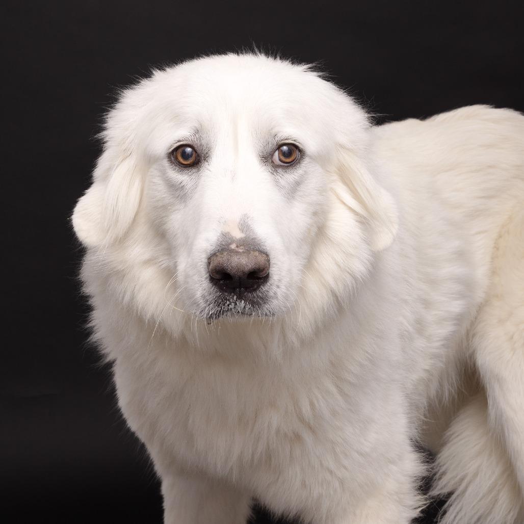 Enlarge Layla, a Adoptable Great Pyrenees in Franklin, TN image 1/1