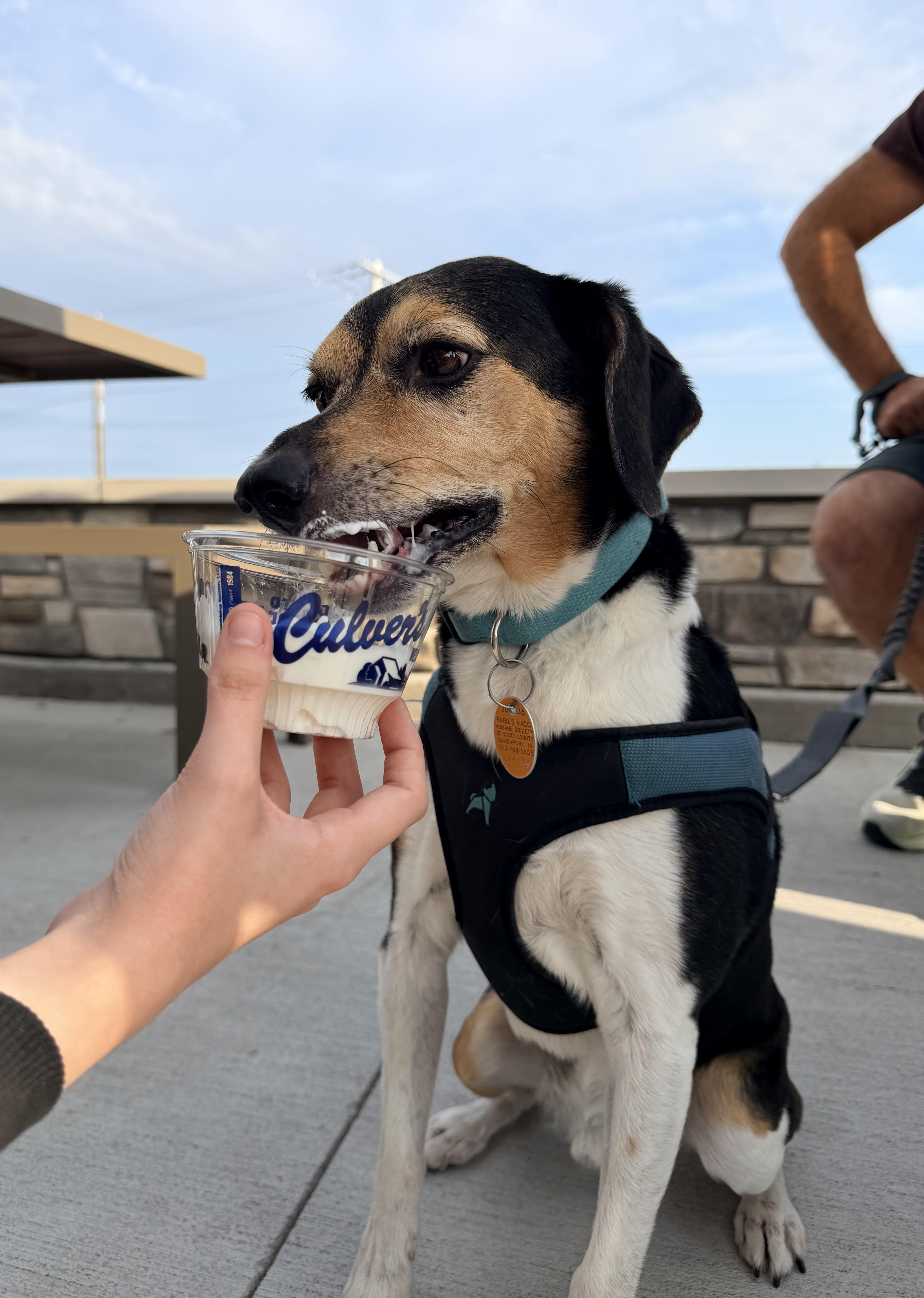 Enlarge Rizzo aka Munch, a Adoptable mixed breed in Bettendorf, IA image 6/6