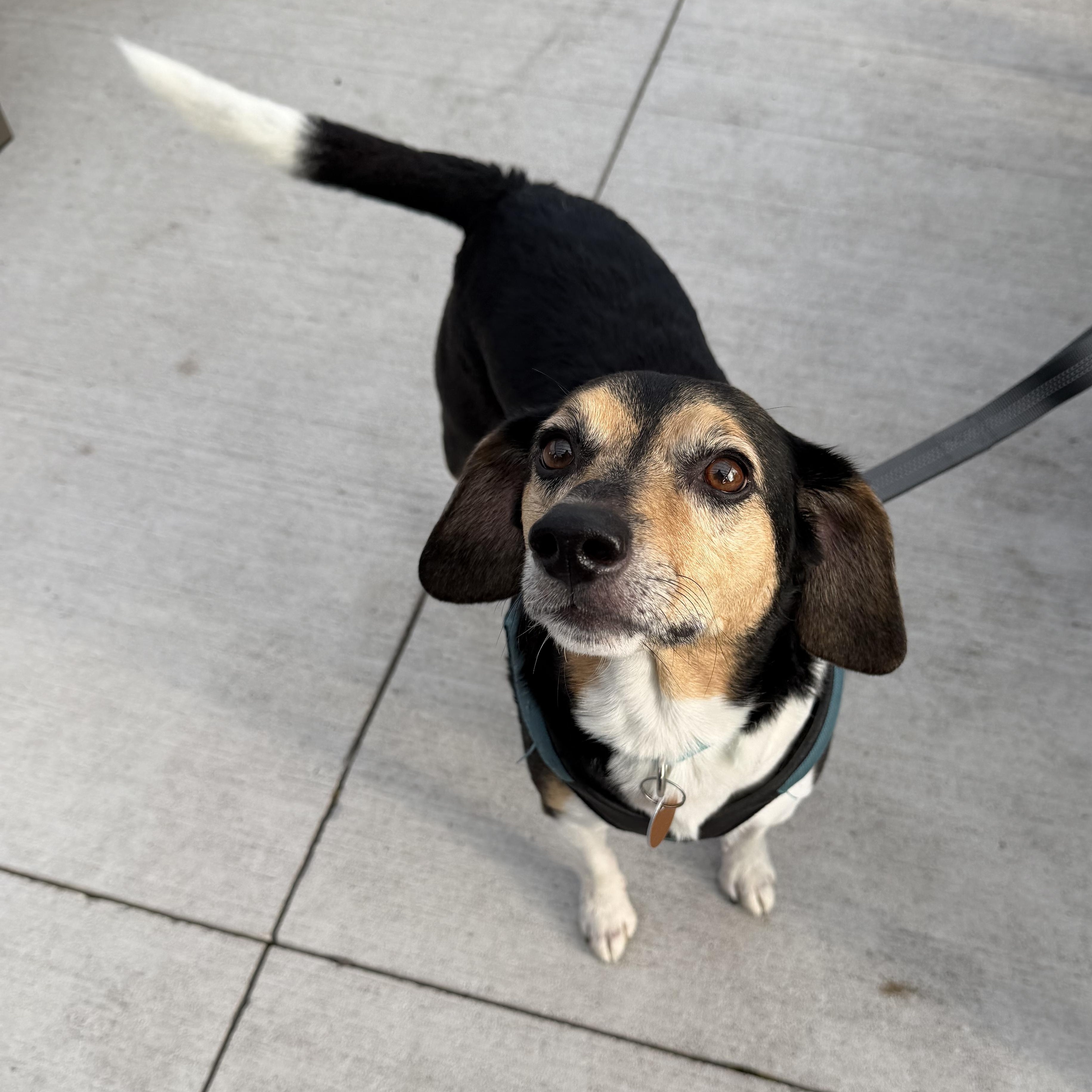 Enlarge Rizzo aka Munch, a Adoptable mixed breed in Bettendorf, IA image 2/6