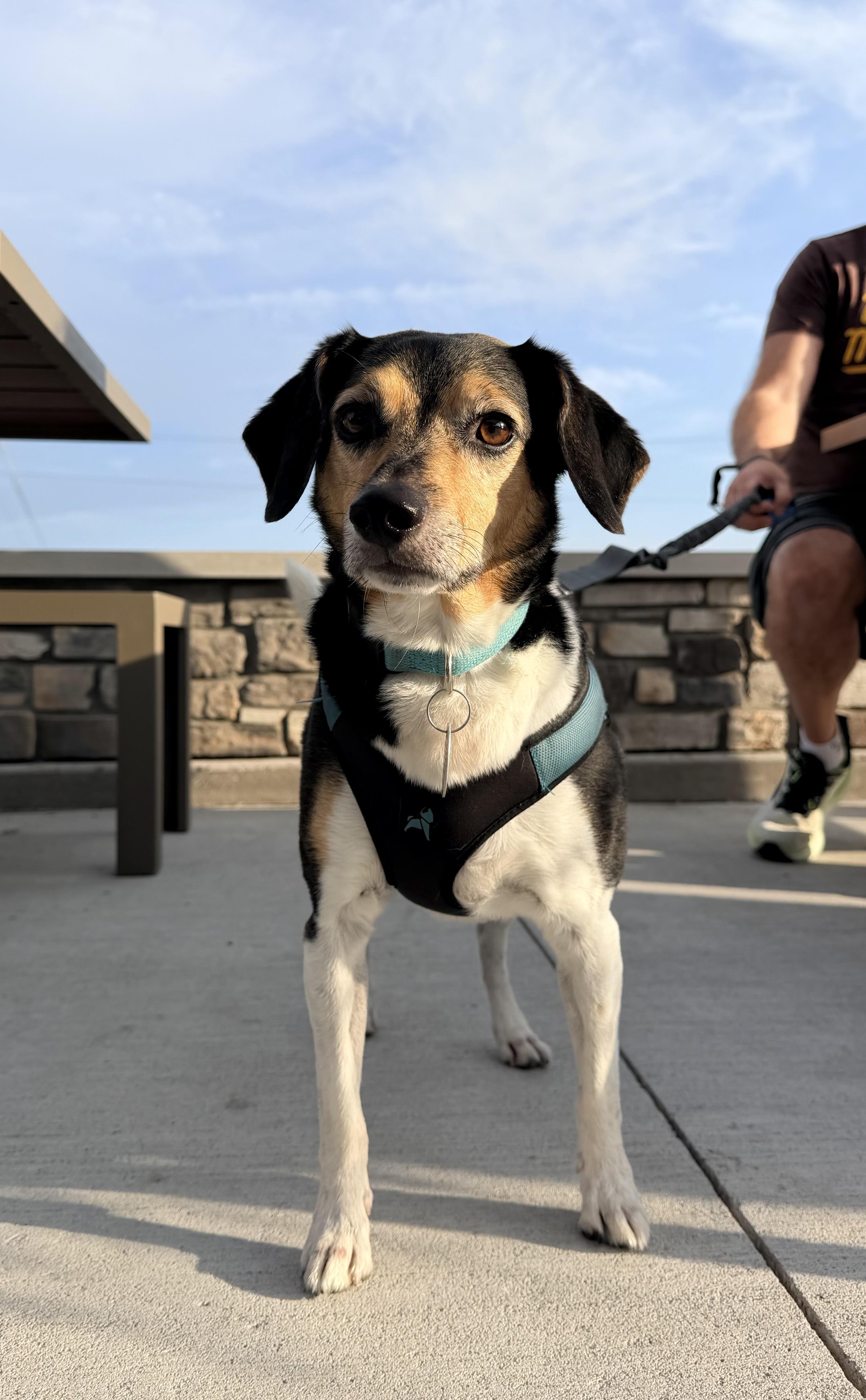 Enlarge Rizzo aka Munch, a Adoptable mixed breed in Bettendorf, IA image 5/6